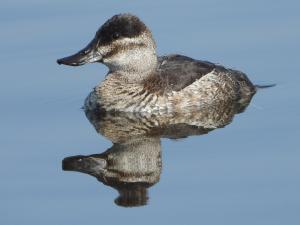 Menno 05 - Rosse Stekelstaart f